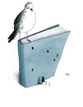 illustratie bird book Eva Neirynck